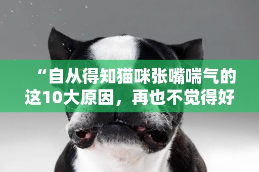 “自從得知貓咪張嘴喘氣的這10大原因，再也不覺得好玩了！” 