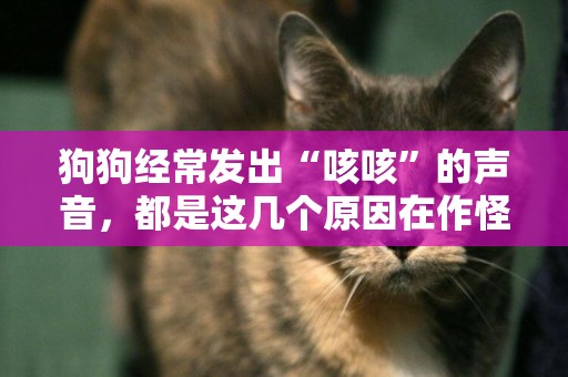 狗狗經常發出“咳咳”的聲音，都是這幾個原因在作怪 