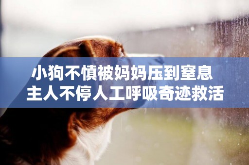 小狗不慎被媽媽壓到窒息 主人不停人工呼吸奇跡救活 