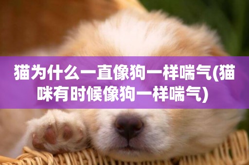貓為什么一直像狗一樣喘氣(貓咪有時候像狗一樣喘氣) 
