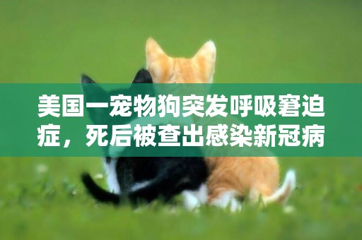 美國一寵物狗突發呼吸窘迫癥，死后被查出感染新冠病毒 