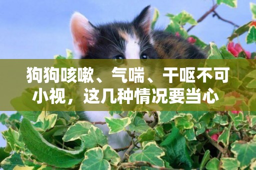 狗狗咳嗽、氣喘、干嘔不可小視，這幾種情況要當心 