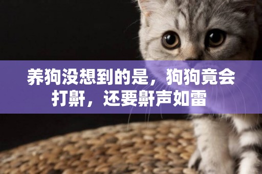 養狗沒想到的是，狗狗竟會打鼾，還要鼾聲如雷 