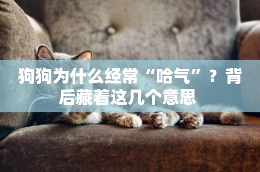 狗狗為什么經常“哈氣”？背后藏著這幾個意思 