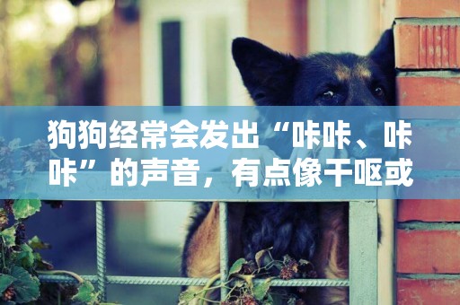 狗狗經常會發出“咔咔、咔咔”的聲音，有點像干嘔或干咳？ 