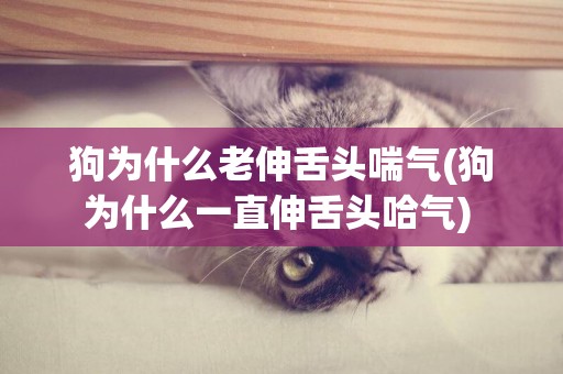 狗為什么老伸舌頭喘氣(狗為什么一直伸舌頭哈氣) 