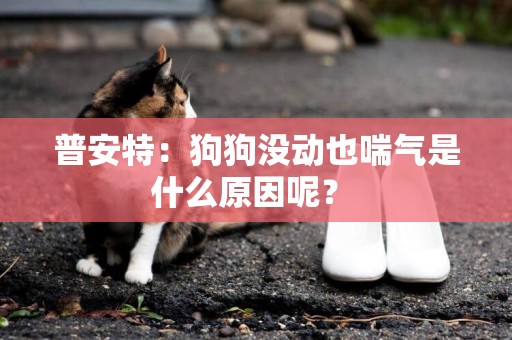 普安特：狗狗沒動也喘氣是什么原因呢？ 