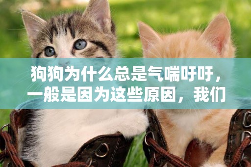 狗狗為什么總是氣喘吁吁，一般是因為這些原因，我們要多加注意 