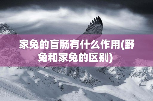 家兔的盲腸有什么作用(野兔和家兔的區別) 