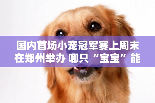 國內首場小寵冠軍賽上周末在鄭州舉辦 哪只“寶寶”能俘萌獲你的心？ 