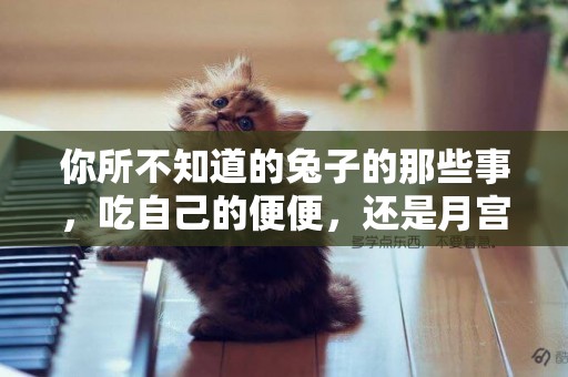 你所不知道的兔子的那些事，吃自己的便便，還是月宮的搗藥精靈 
