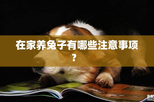 在家養兔子有哪些注意事項？ 