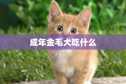 成年金毛犬吃什么