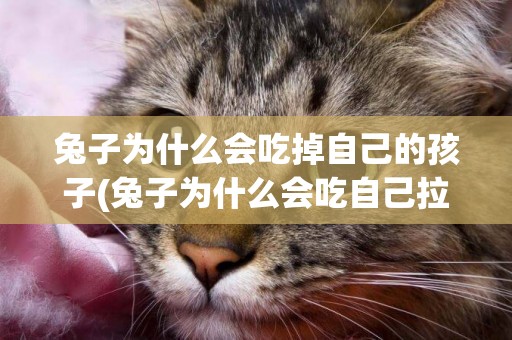 兔子為什么會吃掉自己的孩子(兔子為什么會吃自己拉的屎) 