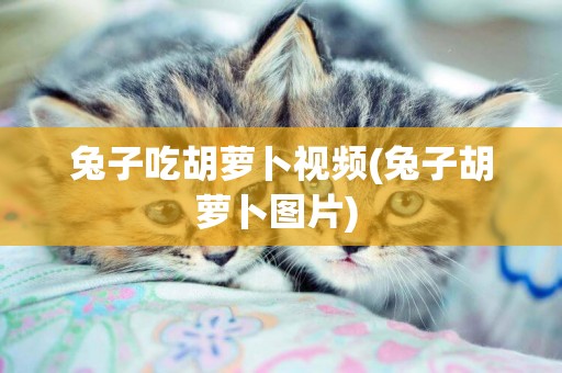 兔子吃胡蘿卜視頻(兔子胡蘿卜圖片) 
