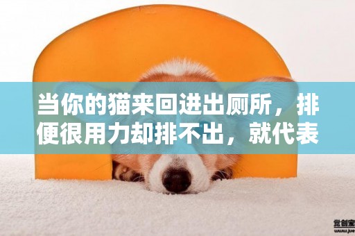 當你的貓來回進出廁所，排便很用力卻排不出，就代表它可能生病了 
