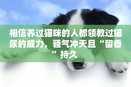 相信養過貓咪的人都領教過貓尿的威力，騷氣沖天且“留香”持久 
