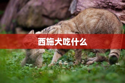 西施犬吃什么