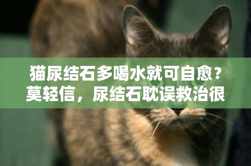 貓尿結石多喝水就可自愈？莫輕信，尿結石耽誤救治很可能造成死亡 