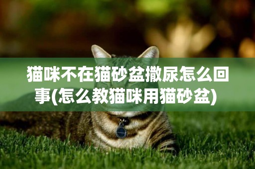 貓咪不在貓砂盆撒尿怎么回事(怎么教貓咪用貓砂盆) 