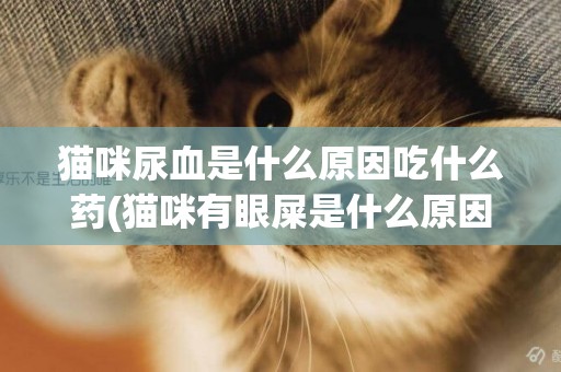 貓咪尿血是什么原因吃什么藥(貓咪有眼屎是什么原因) 