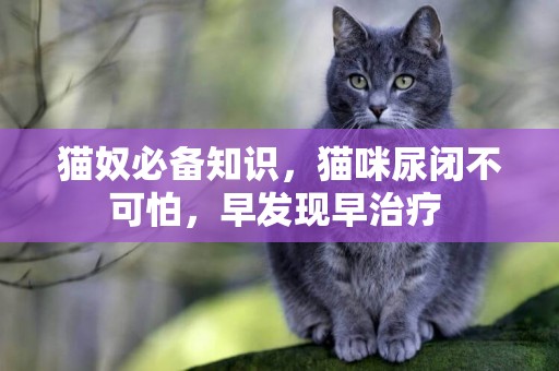 貓奴必備知識，貓咪尿閉不可怕，早發現早治療 