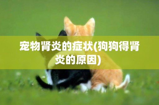 寵物腎炎的癥狀(狗狗得腎炎的原因) 