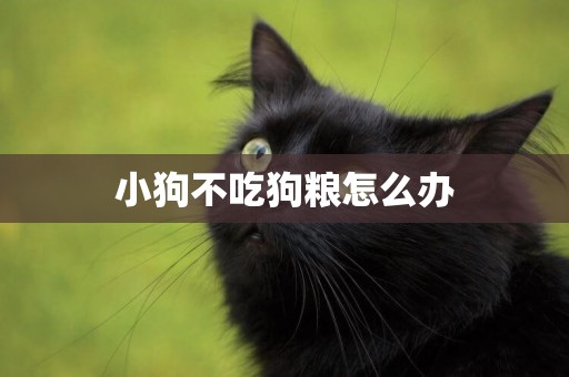 小狗不吃狗糧怎么辦