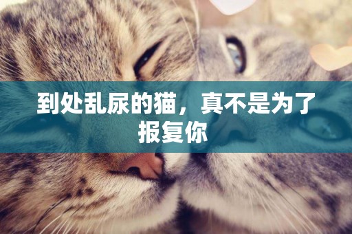 到處亂尿的貓，真不是為了報復你 