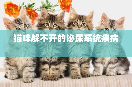 貓咪躲不開的泌尿系統疾病 