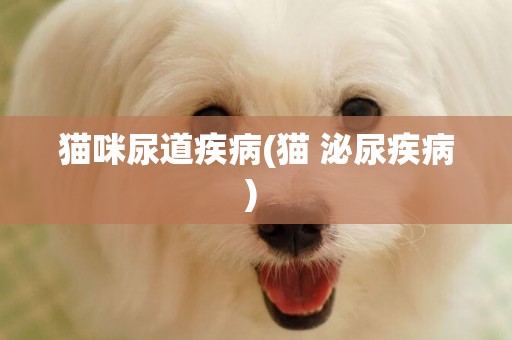 貓咪尿道疾病(貓 泌尿疾病) 