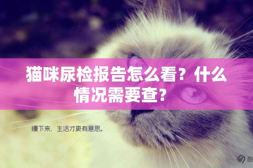 貓咪尿檢報告怎么看？什么情況需要查？ 