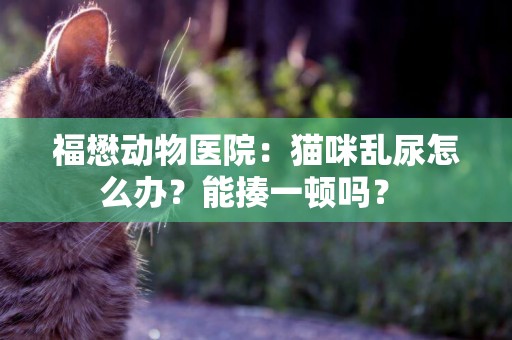 福懋動物醫院：貓咪亂尿怎么辦？能揍一頓嗎？ 