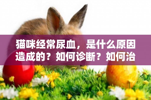 貓咪經常尿血，是什么原因造成的？如何診斷？如何治療？ 