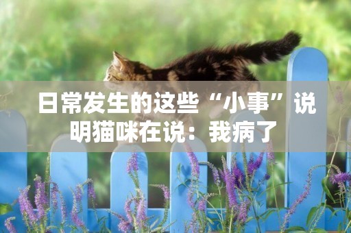 日常發生的這些“小事”說明貓咪在說：我病了 