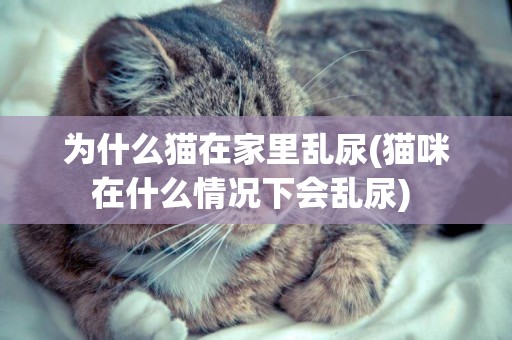 為什么貓在家里亂尿(貓咪在什么情況下會亂尿) 
