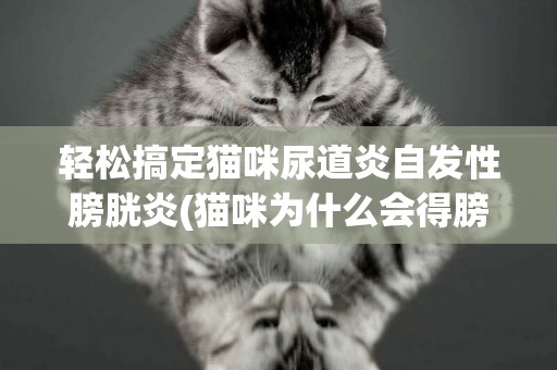 輕松搞定貓咪尿道炎自發性膀胱炎(貓咪為什么會得膀胱炎或尿道炎) 