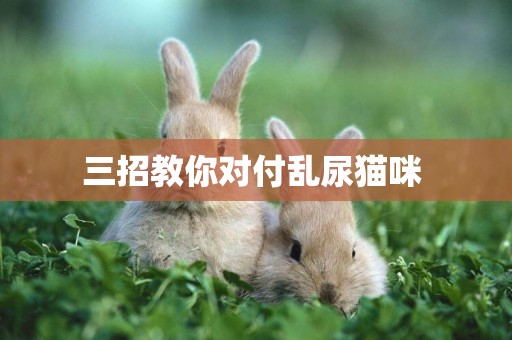 三招教你對付亂尿貓咪 
