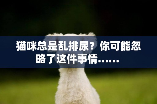 貓咪總是亂排尿？你可能忽略了這件事情…… 