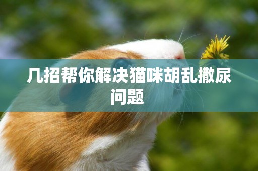 幾招幫你解決貓咪胡亂撒尿問題 