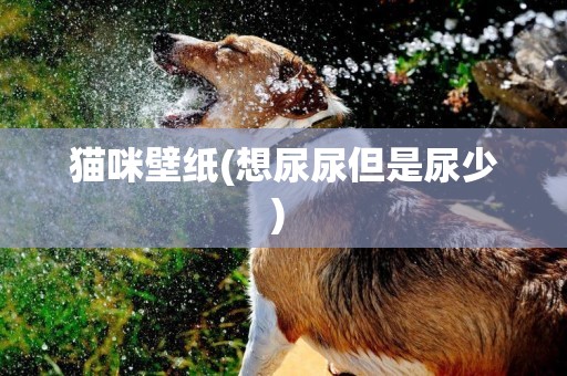 貓咪壁紙(想尿尿但是尿少) 