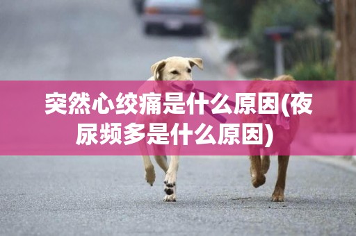 突然心絞痛是什么原因(夜尿頻多是什么原因) 
