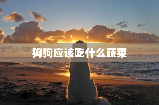 狗狗應該吃什么蔬菜
