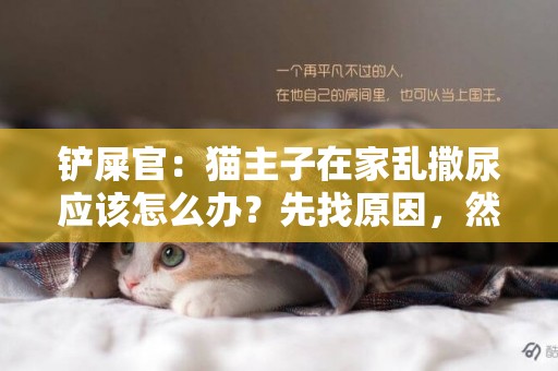 鏟屎官：貓主子在家亂撒尿應該怎么辦？先找原因，然后再解決問題 