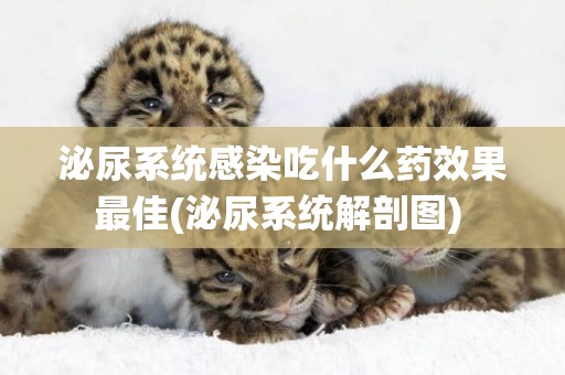 泌尿系統感染吃什么藥效果最佳(泌尿系統解剖圖) 