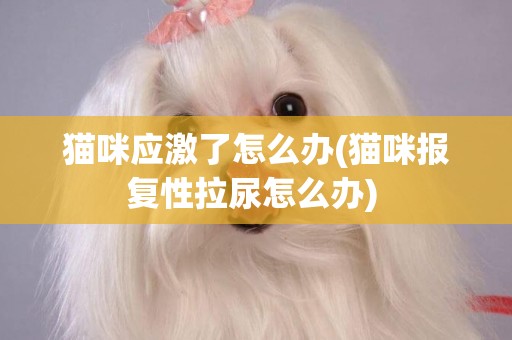 貓咪應激了怎么辦(貓咪報復性拉尿怎么辦) 