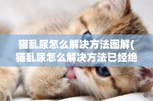 貓亂尿怎么解決方法圖解(貓亂尿怎么解決方法已經絕育) 