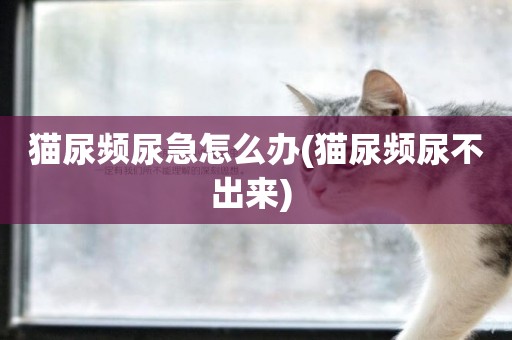 貓尿頻尿急怎么辦(貓尿頻尿不出來) 