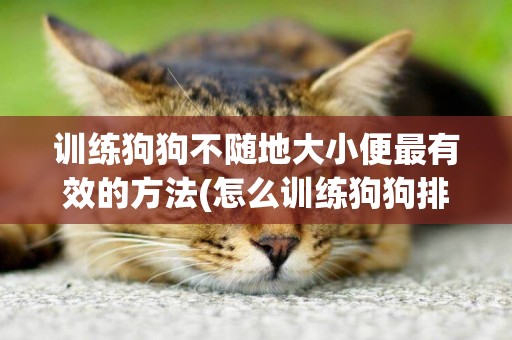 訓練狗狗不隨地大小便最有效的方法(怎么訓練狗狗排便) 
