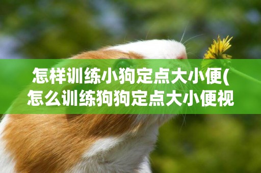 怎樣訓練小狗定點大小便(怎么訓練狗狗定點大小便視頻) 